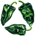 Fresh Green Poblano, Mexican Chili Pepper, Isolated, hand drawn watercolor illustration on white Royalty Free Stock Photo