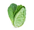 Fresh green pointed cabbage isolated on white Royalty Free Stock Photo