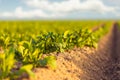 Fresh green potato field during sunset