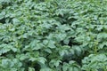 the fresh green potato plant has beautiful lush leaves Royalty Free Stock Photo