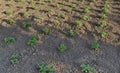 Fresh green potato plant Royalty Free Stock Photo