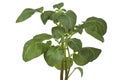 Fresh green potato plant Royalty Free Stock Photo