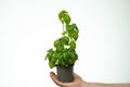 Fresh green potted basil bush held by Caucasin male hand. Close up studio shot, isolated on white background Royalty Free Stock Photo