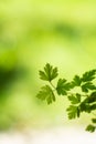 Fresh green potted parsley twig and leaves close up shot shallow depth of field foliage yellow background Royalty Free Stock Photo