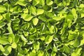 Fresh green privet hedge background with detail of the leaves Royalty Free Stock Photo