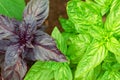 Fresh green and purple basil growing in garden. Selective focus Royalty Free Stock Photo