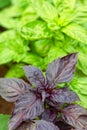 Fresh green and purple basil growing in garden. Selective focus Royalty Free Stock Photo