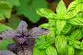 Fresh green and purple basil growing in garden. Selective focus Royalty Free Stock Photo