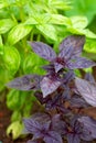 Fresh green and purple basil growing in garden. Selective focus Royalty Free Stock Photo