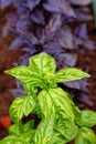 Fresh green and purple basil growing in garden. Selective focus Royalty Free Stock Photo