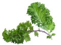 Fresh green and purple curl kale leaf isolated on white background Royalty Free Stock Photo