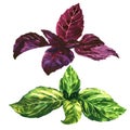 Fresh green and purple, red, basil leaves, isolated, watercolor illustration