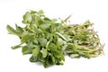 Fresh green purslane vegetable on the white background Royalty Free Stock Photo