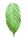 Green rangoon leaf isolated on white background
