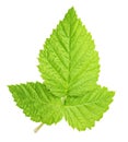 Fresh green raspberry leaf isolated with clipping path Royalty Free Stock Photo