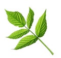 Fresh green raspberry leaves isolated Royalty Free Stock Photo