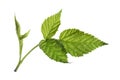 Fresh green raspberry leaves isolated Royalty Free Stock Photo