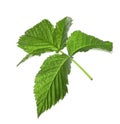 Fresh green raspberry leaves isolated on white Royalty Free Stock Photo