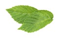 Fresh green raspberry leaves isolated on white Royalty Free Stock Photo