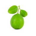 Fresh green raw lemon fruit isolated on white background, lime die cut with clipping path Royalty Free Stock Photo
