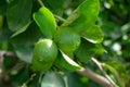 Fresh green raw lemon