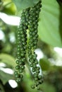 Fresh Green raw peper Royalty Free Stock Photo