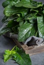 Fresh green raw wild spinach leaves Royalty Free Stock Photo