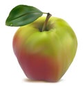 Fresh green-red apple Royalty Free Stock Photo
