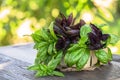 fresh green and red basil herb leaves mix on garden background. Sweet Genovese basil and Purple Dark Opal Basil. Royalty Free Stock Photo