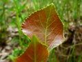 Fresh green, red and brown young waxy leaves of cotton wood tree Royalty Free Stock Photo