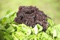 Fresh green and red cabbage and lettuce Royalty Free Stock Photo