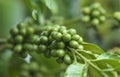 Fresh green and red coffee beans on the branches of the coffee tree in farm and plantation