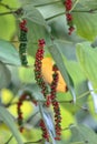 Fresh green and red peppercorns with leaf Royalty Free Stock Photo