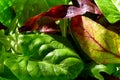 Fresh green and red salad mix closeup view with rucola and mache leaves Royalty Free Stock Photo