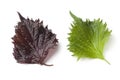 Fresh green and red shiso leaf Royalty Free Stock Photo