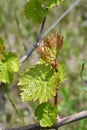 Fresh green red sprouts of young branches of grapevine at vineyard in springtime. Tiny grape leaves closeup on blurred background. Royalty Free Stock Photo