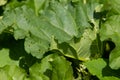 Fresh green rhubarb leaves in garden. Summer healthy ecological food, green stalks. Growing outdoor rhubarb leaves.