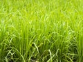 Fresh green rice field agriculture. Royalty Free Stock Photo