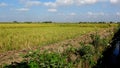 Fresh green rice field awaits harvest Royalty Free Stock Photo