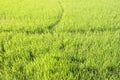 Fresh green rice field background Royalty Free Stock Photo