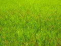 Fresh green rice field Royalty Free Stock Photo