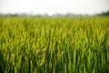 Fresh green rice field background Royalty Free Stock Photo