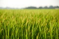 Fresh green rice field background Royalty Free Stock Photo