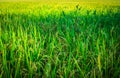 Fresh green rice field background. Lush green paddy in rice field. Spring and Summer Background Royalty Free Stock Photo