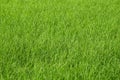 Fresh green rice field background Royalty Free Stock Photo