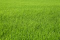 Fresh green rice field background Royalty Free Stock Photo