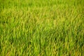 Fresh green rice field background Royalty Free Stock Photo