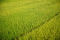 Fresh green rice field Royalty Free Stock Photo