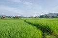 Fresh green rice field with houses in Thailand Royalty Free Stock Photo