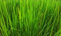 Fresh green rice field with paddy on leaves in the summer. Royalty Free Stock Photo
